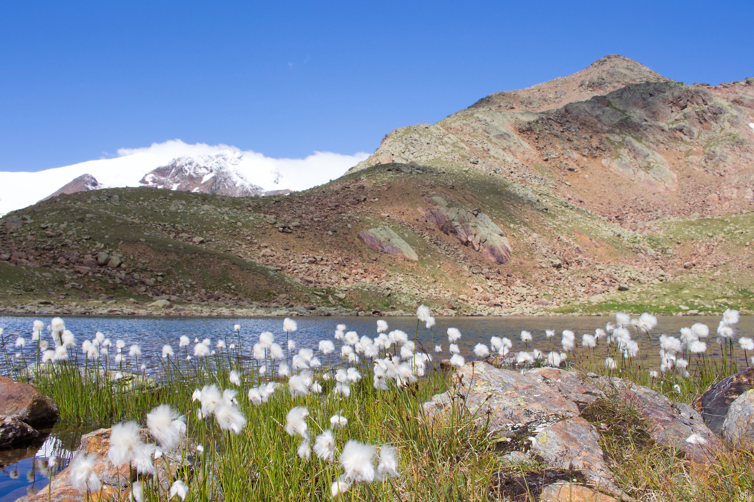 seems like snowflakes ..