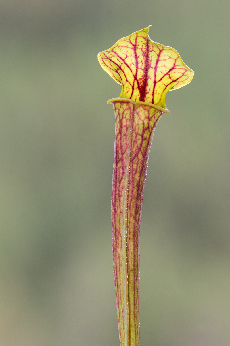 Sarracenia flava var. ornamented
