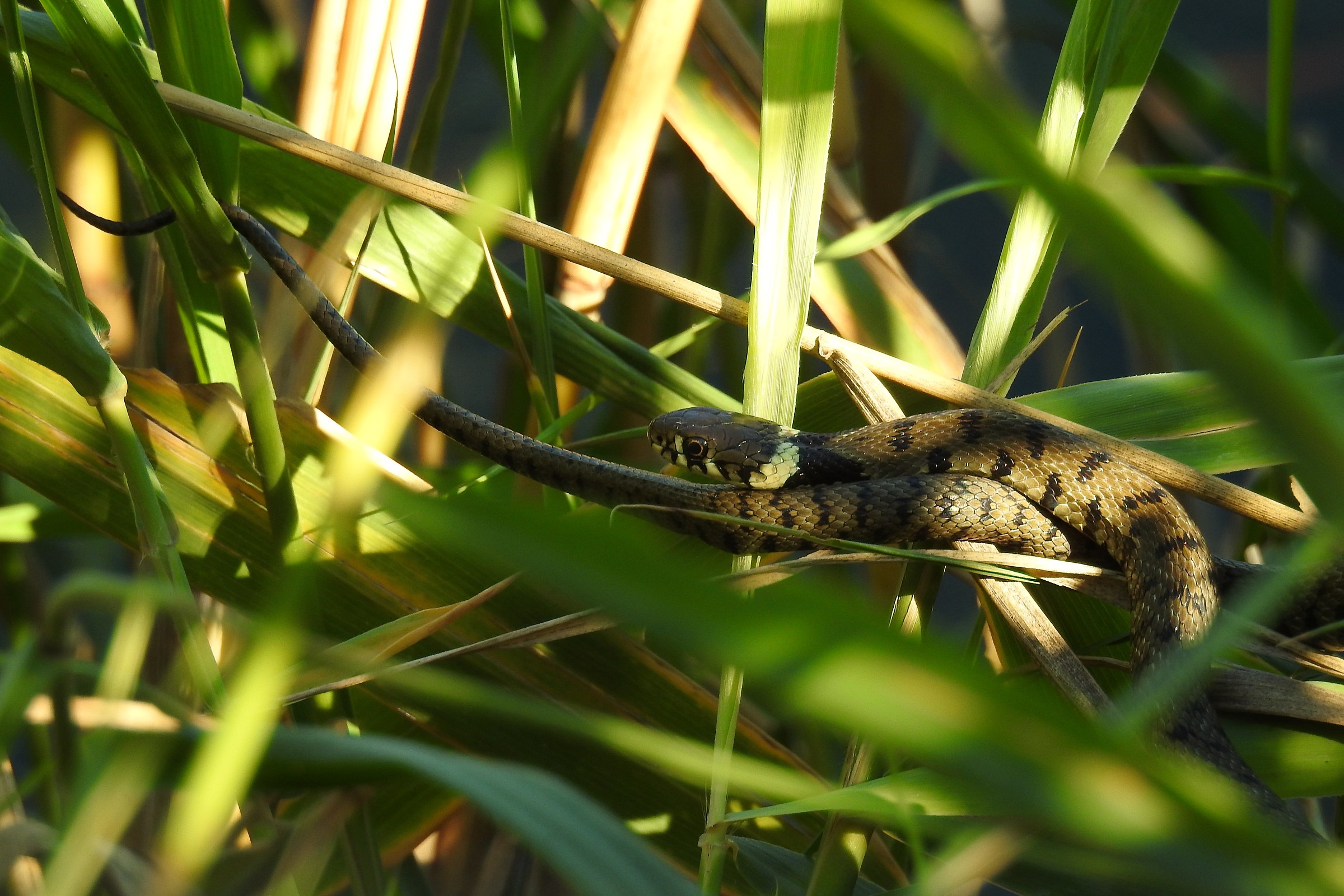 grass snake