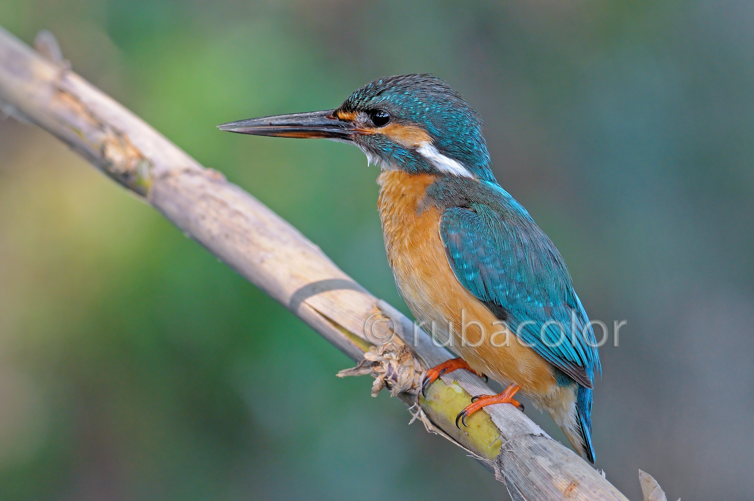 La mia giovane martina preferita