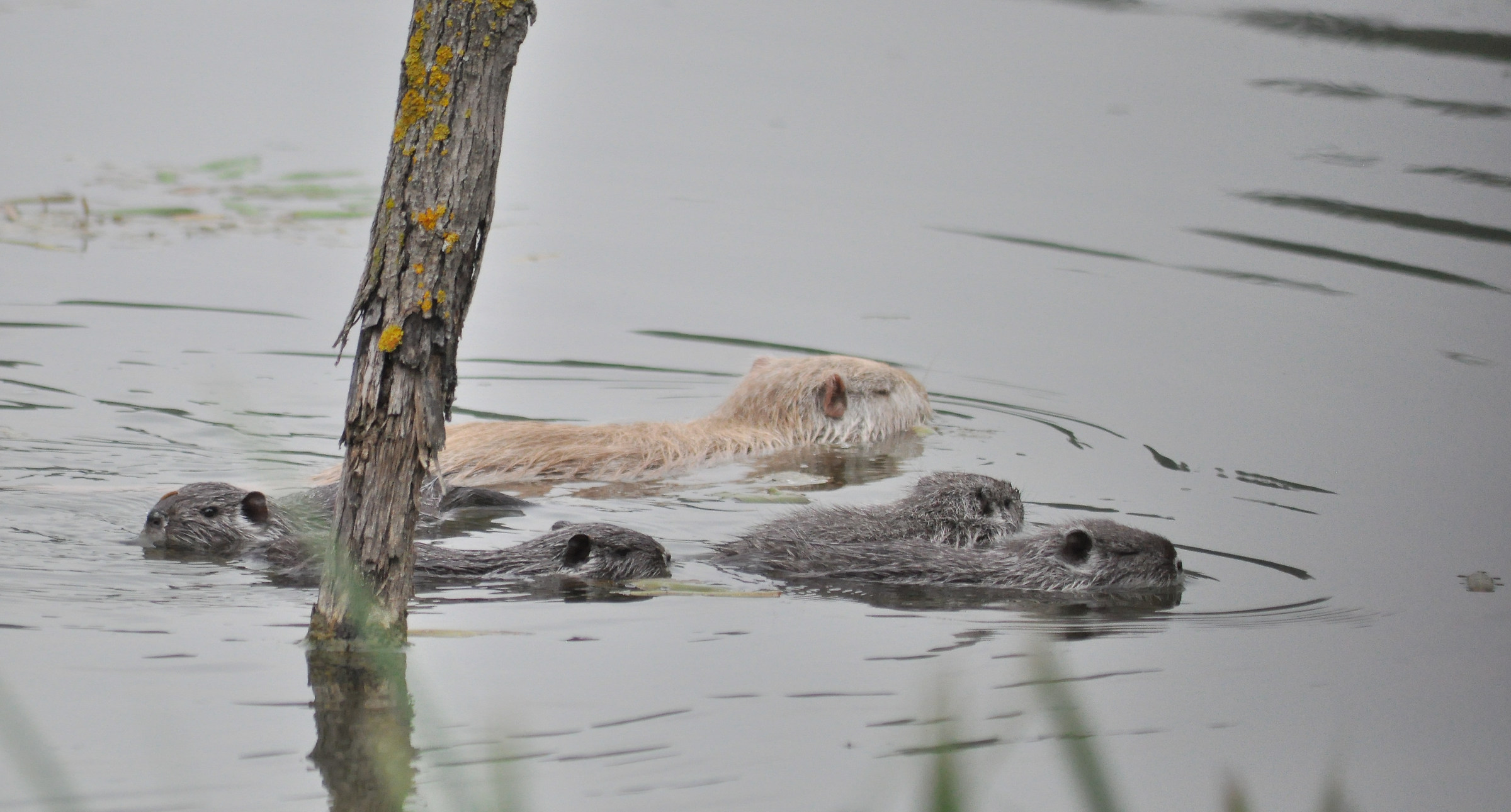 Famigliola di Nutrie