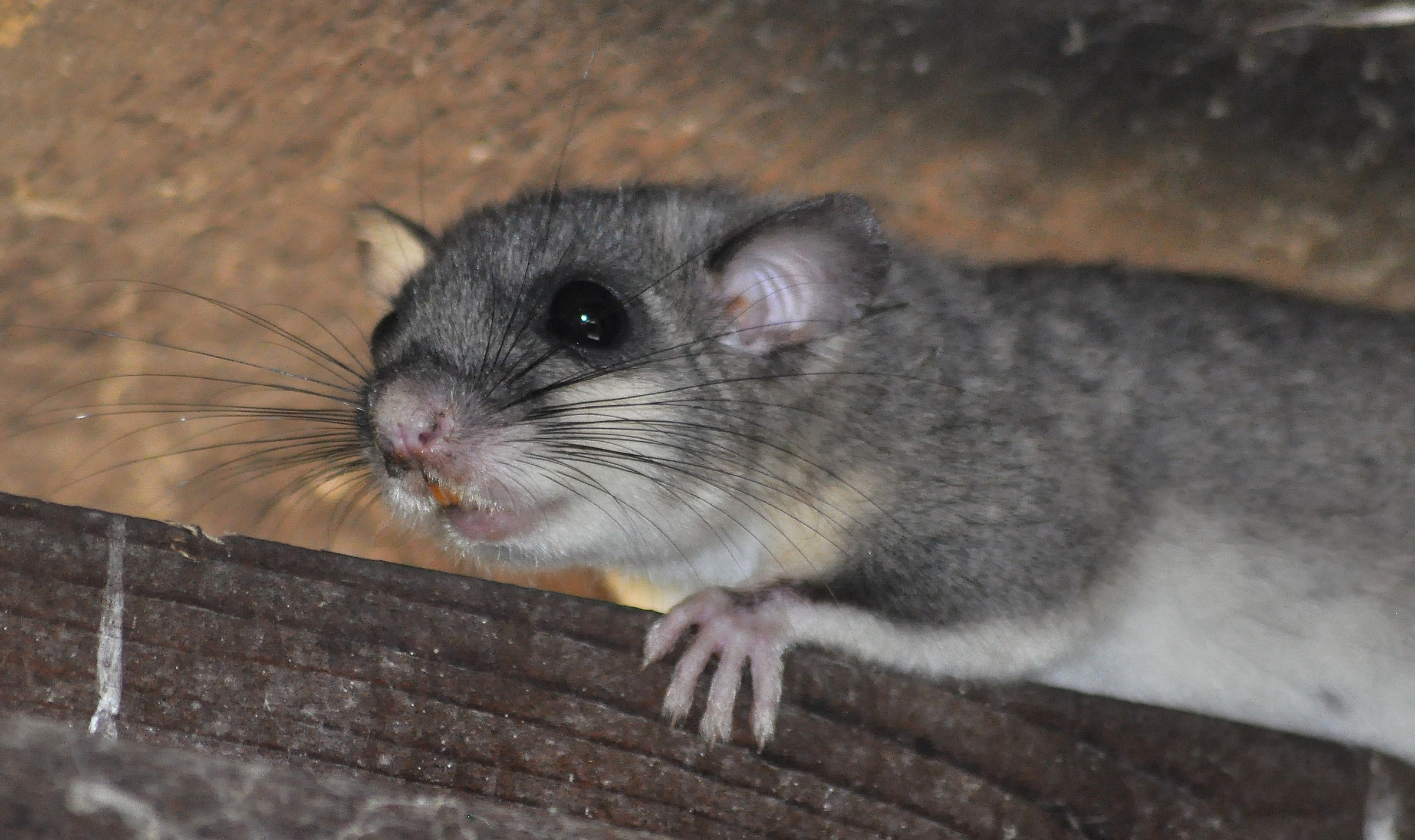 Incontro ravvicinato con un ghiretto
