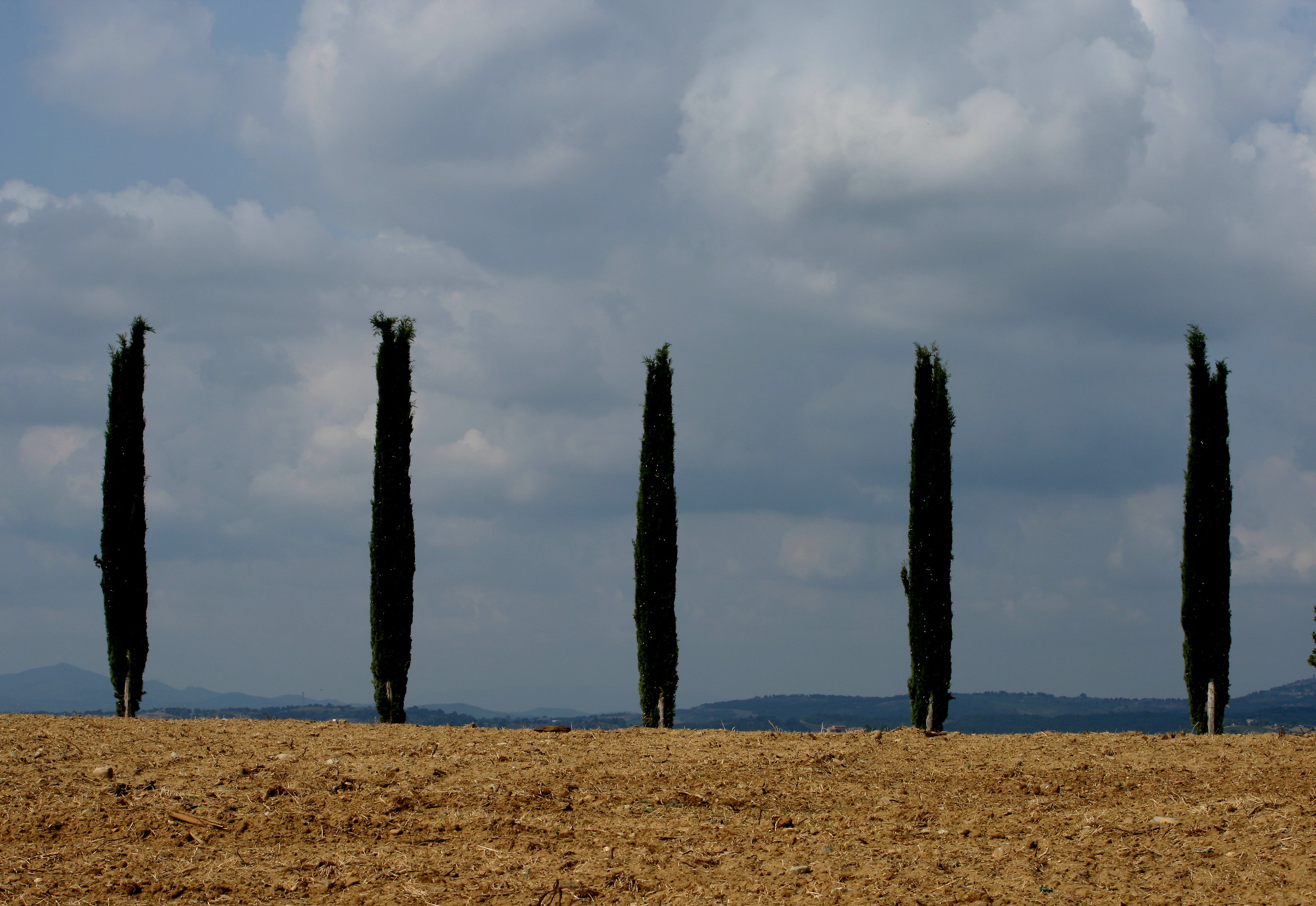 cypresses