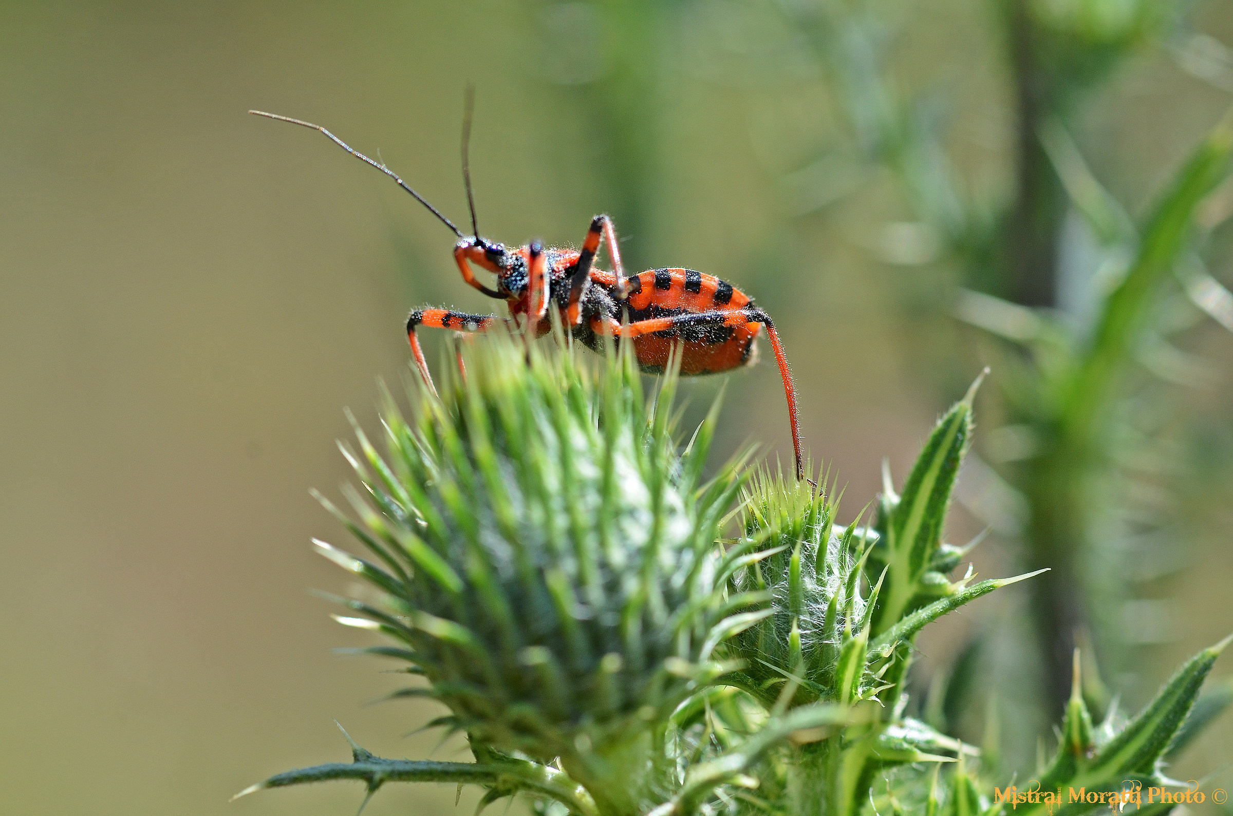Rhynocoris Erythropus (Linnaeus 1767)