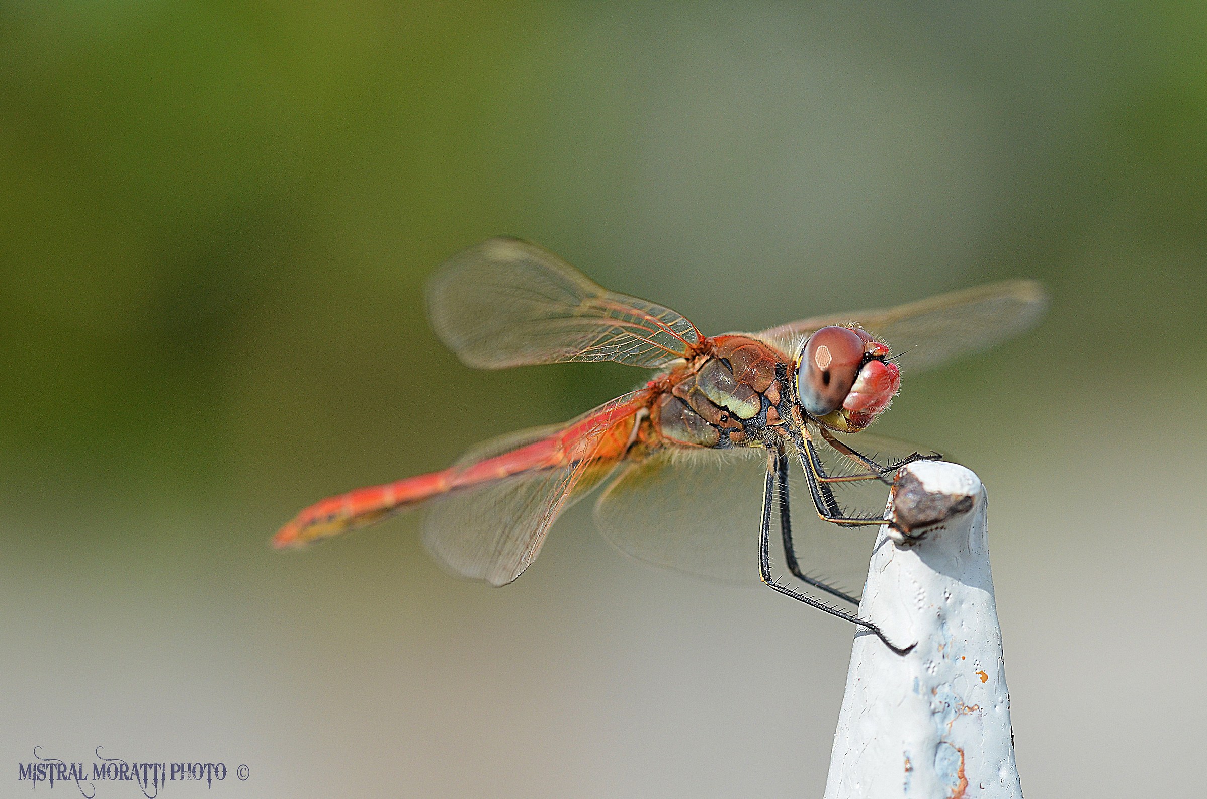 Dragonfly