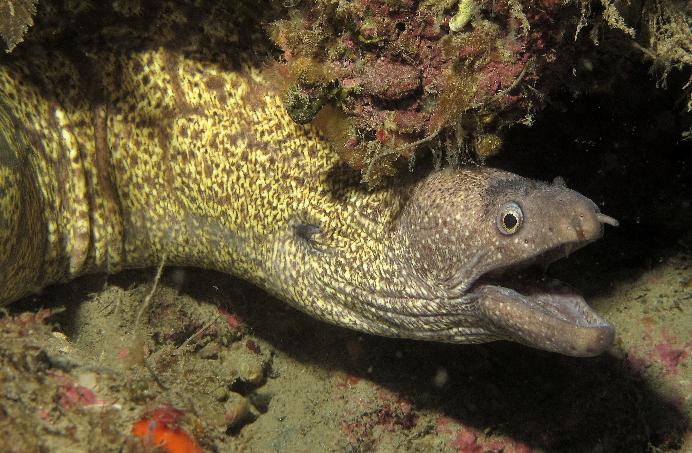 moray 4