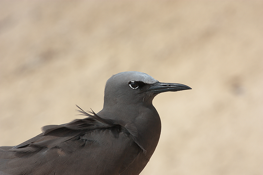 Bird sanctuary - Michaelmas Cay, Australia
