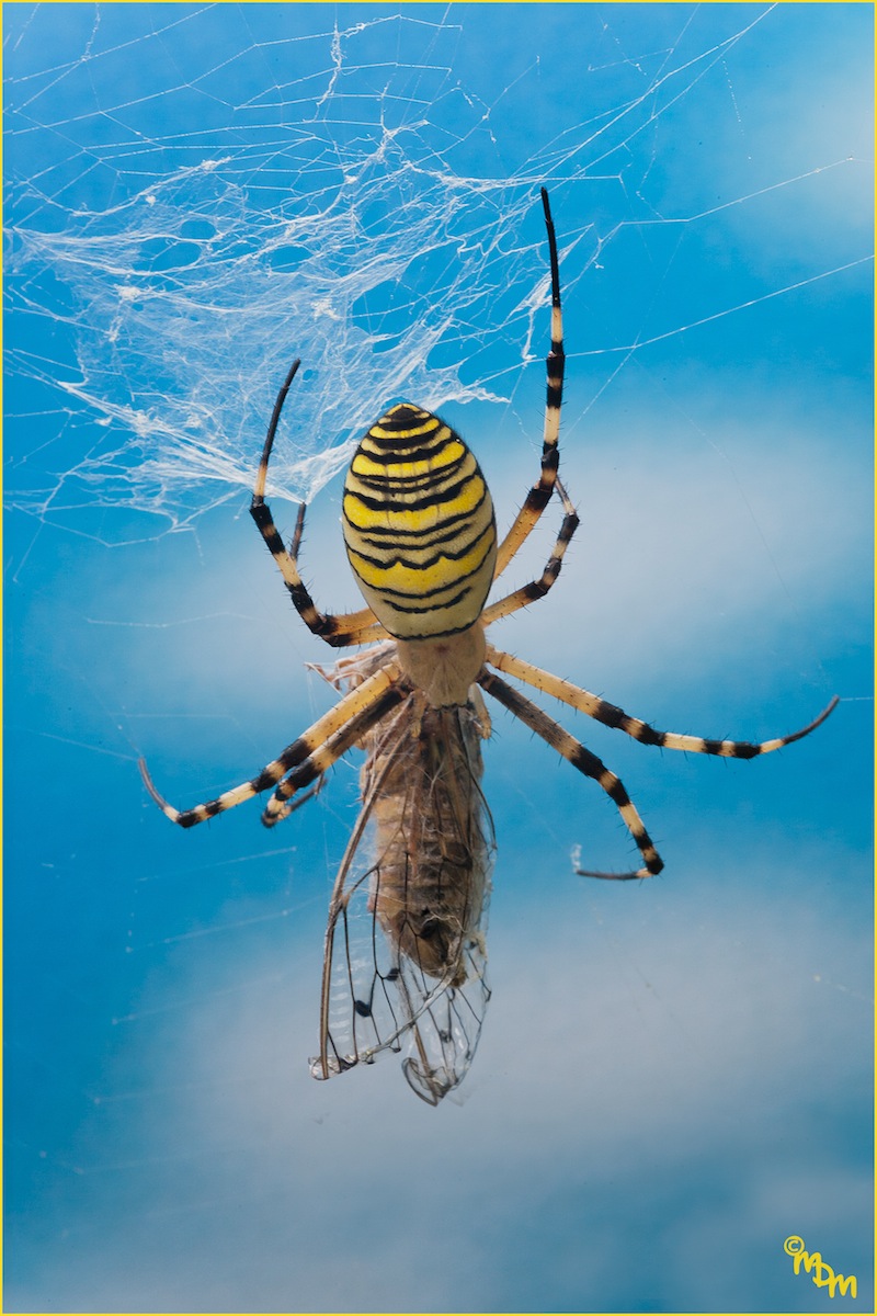 Argiope