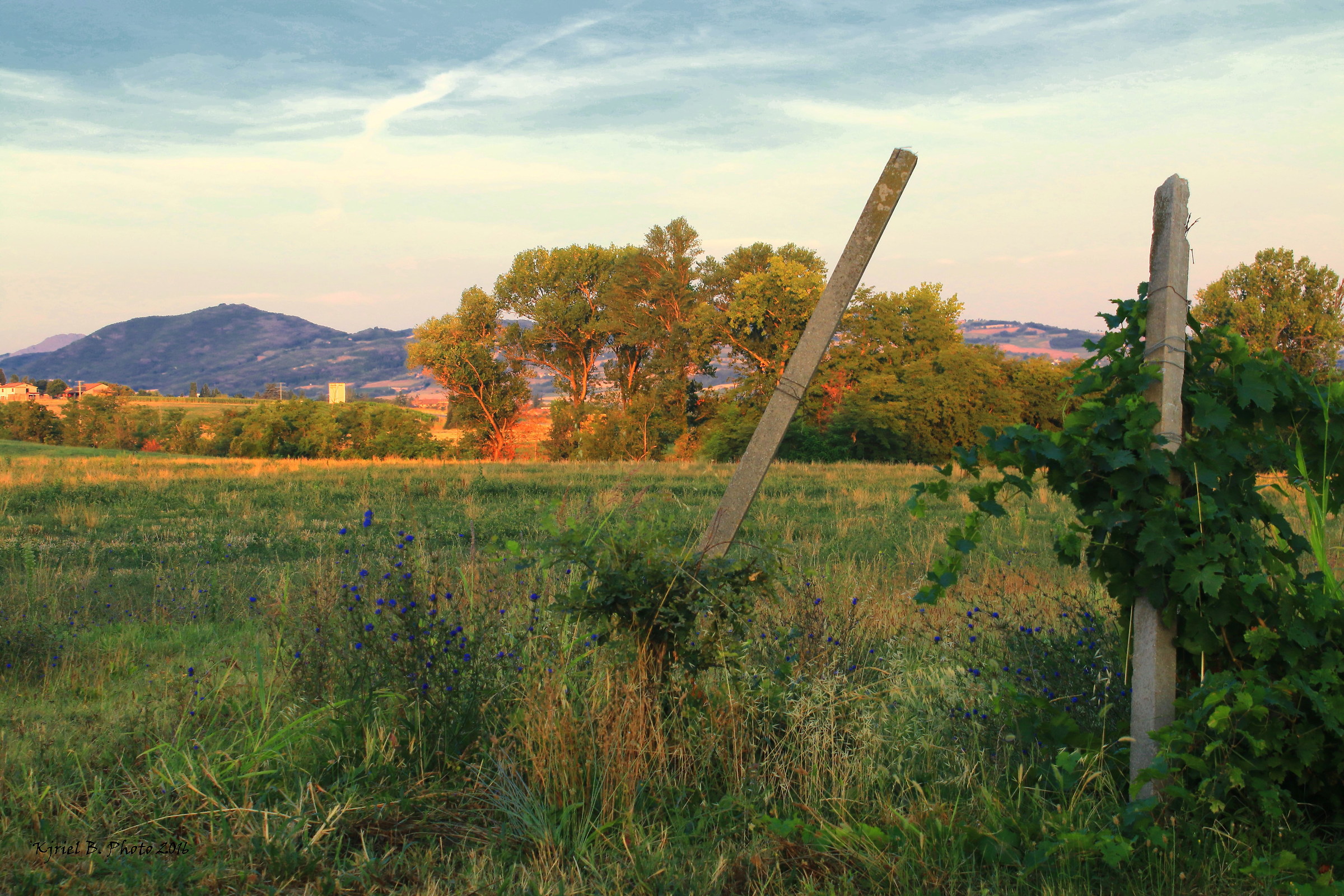A new day in the vineyard