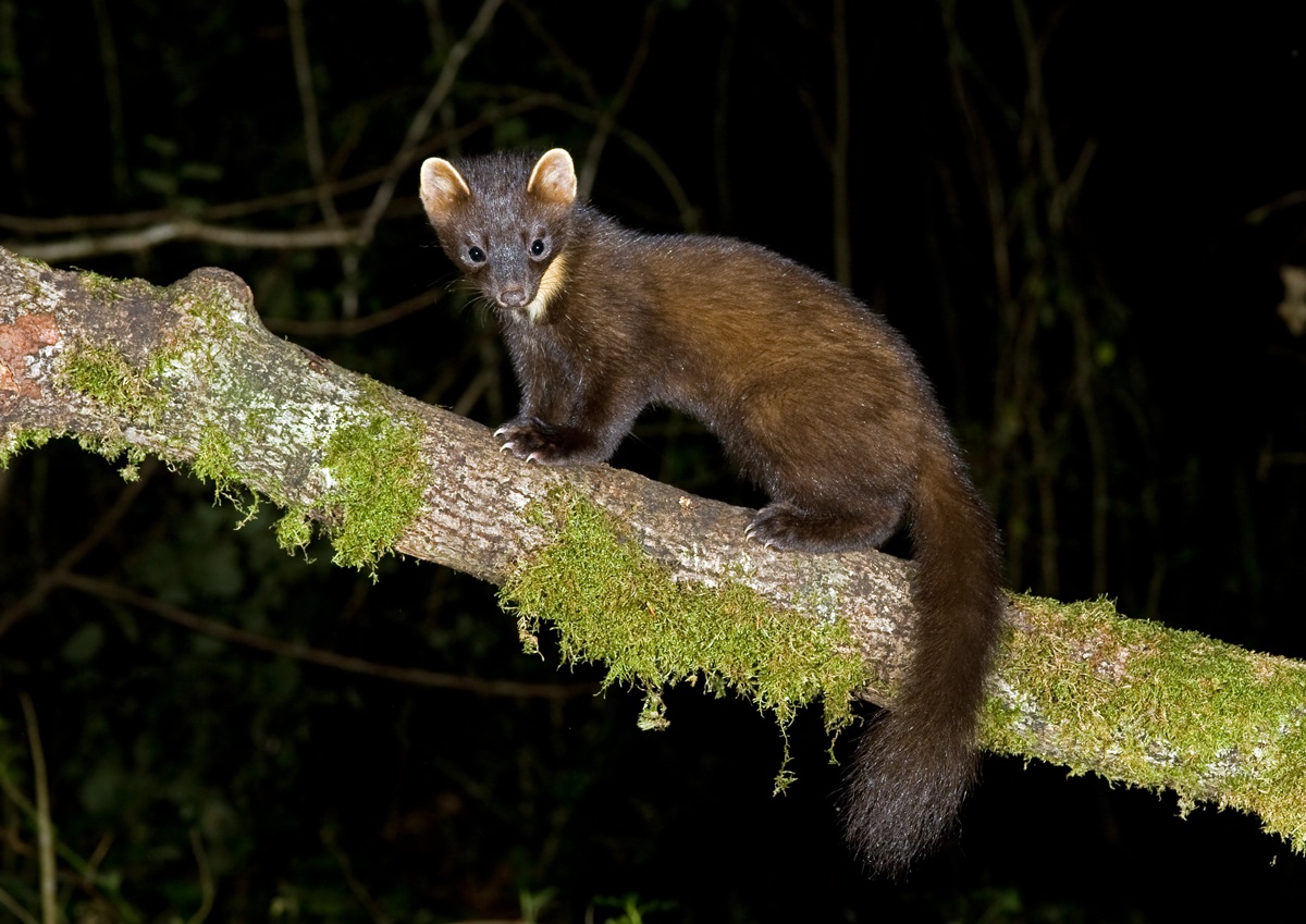 Pine Marten 2