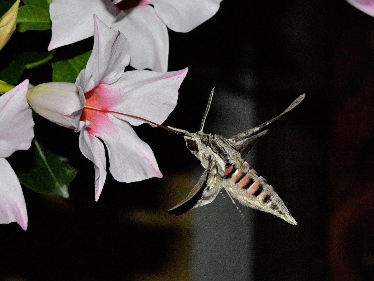 impollinatore notturno