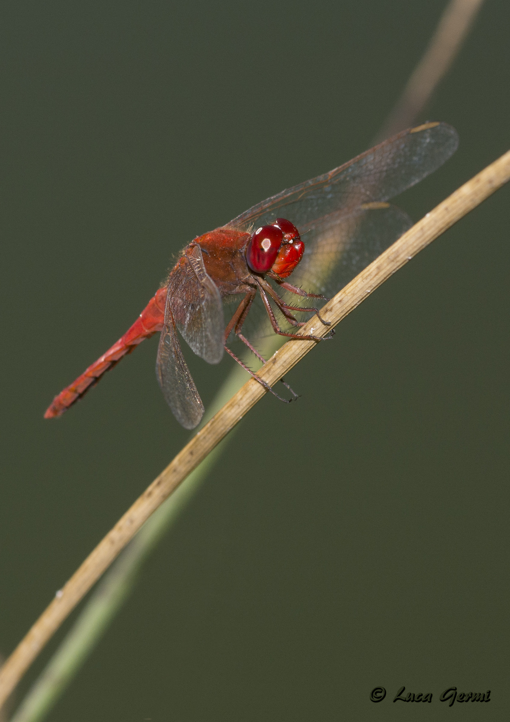 Dragonfly