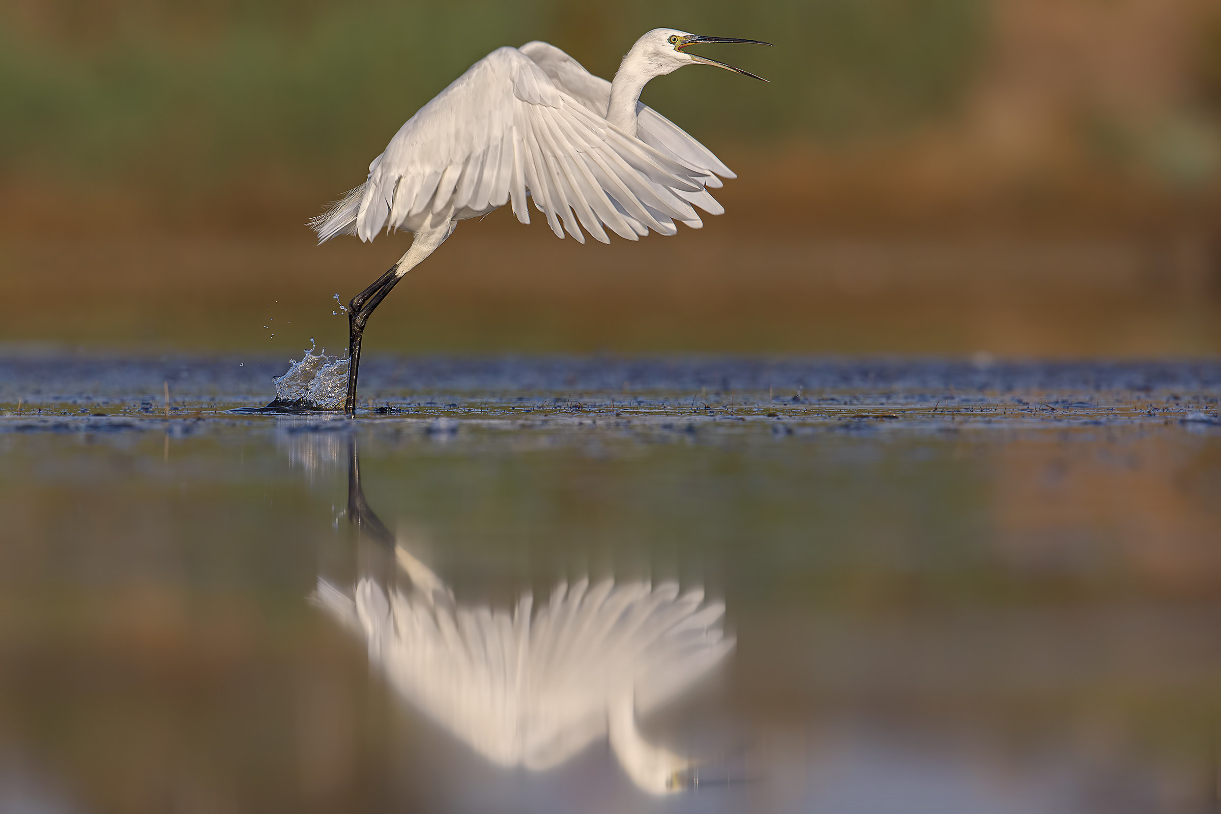 Egrets ...