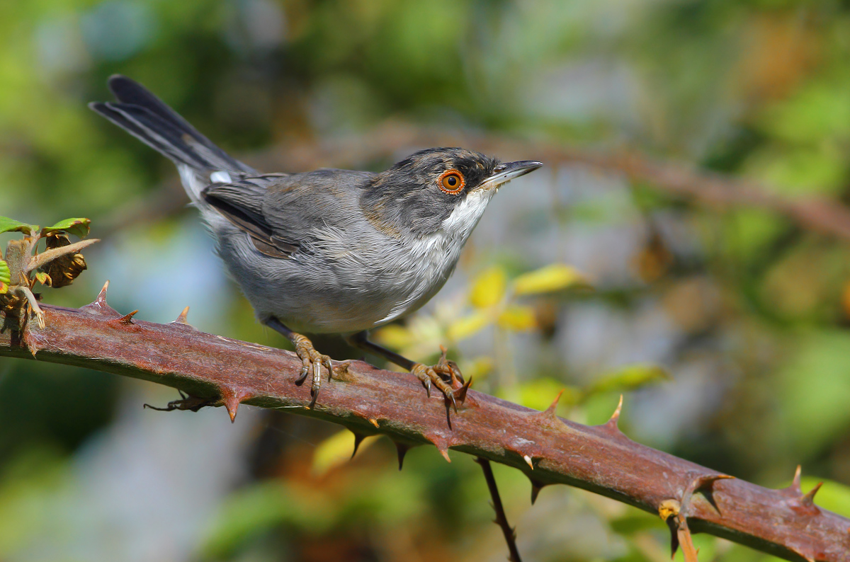 young warbler