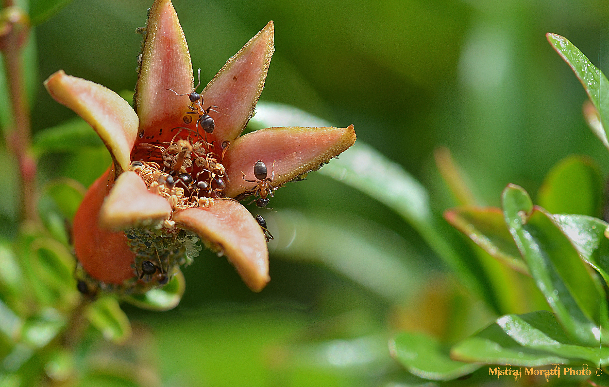 Ma quanto ci piace il melograno...