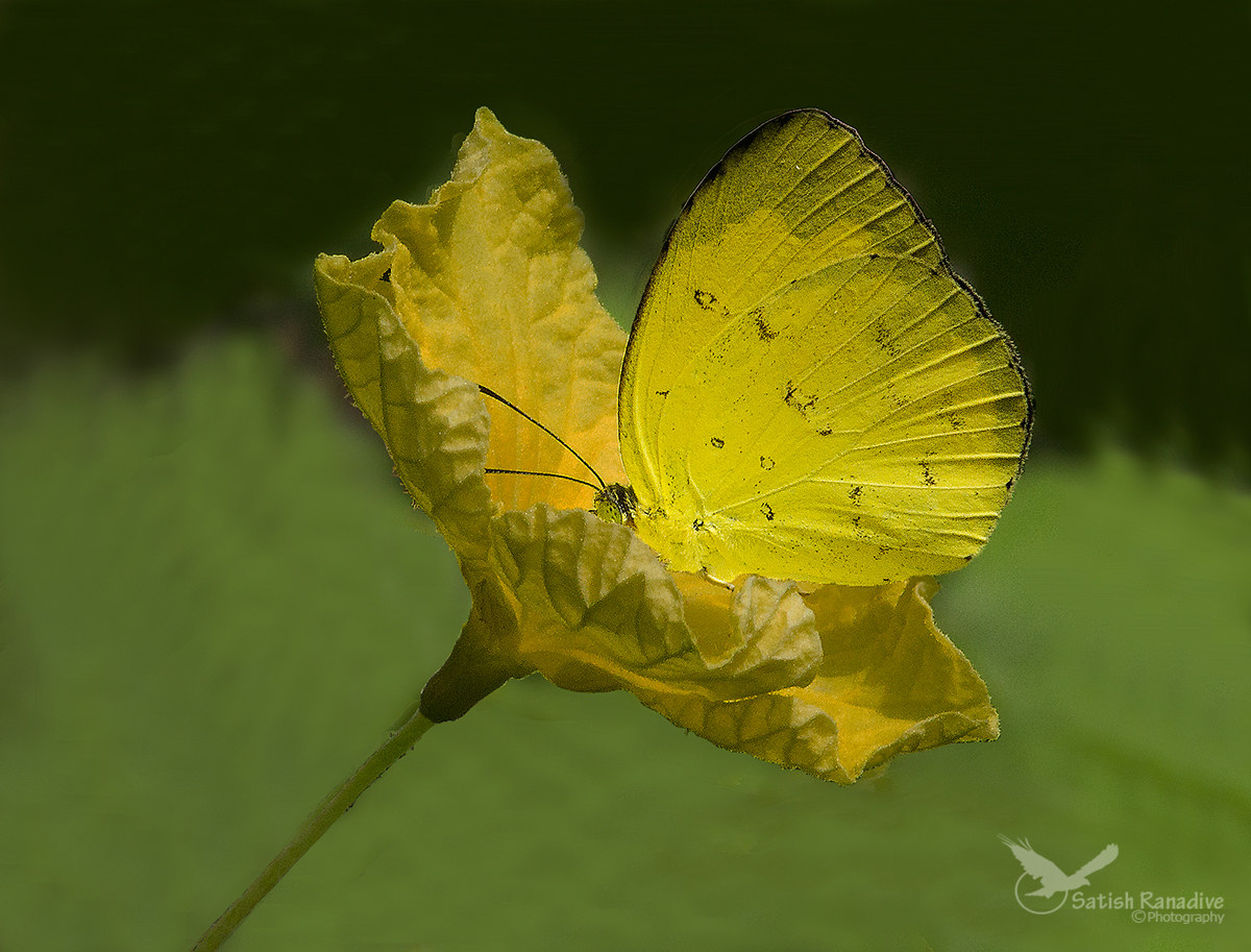 One Spot Grass Yellow.