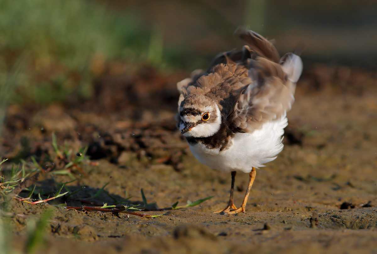 little Ringed Plover
