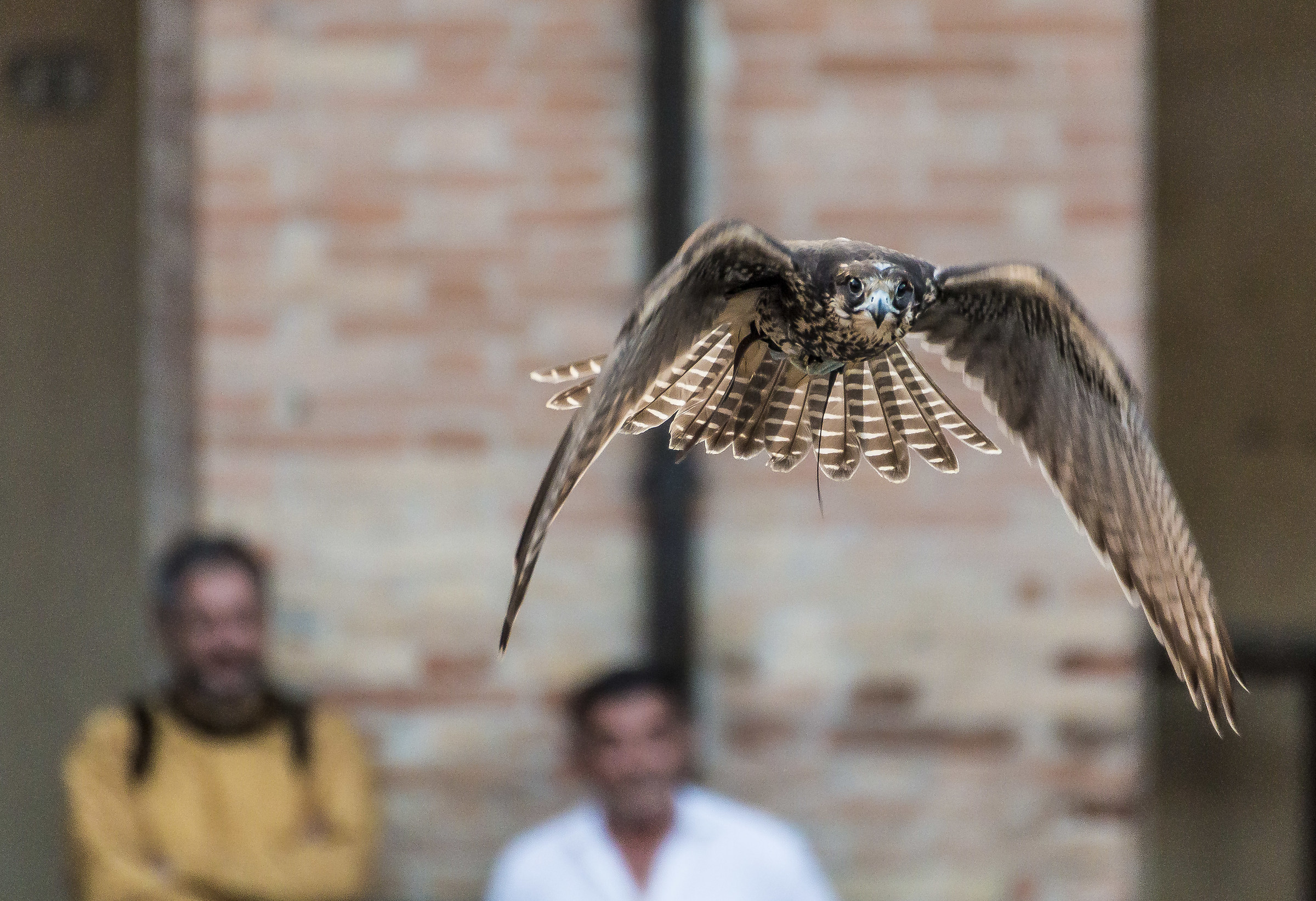 Falconeria al Palio di Mondaino