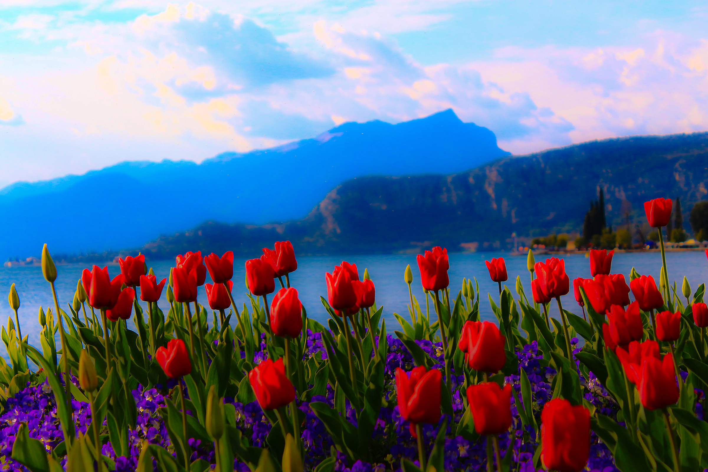 del Garda tulips