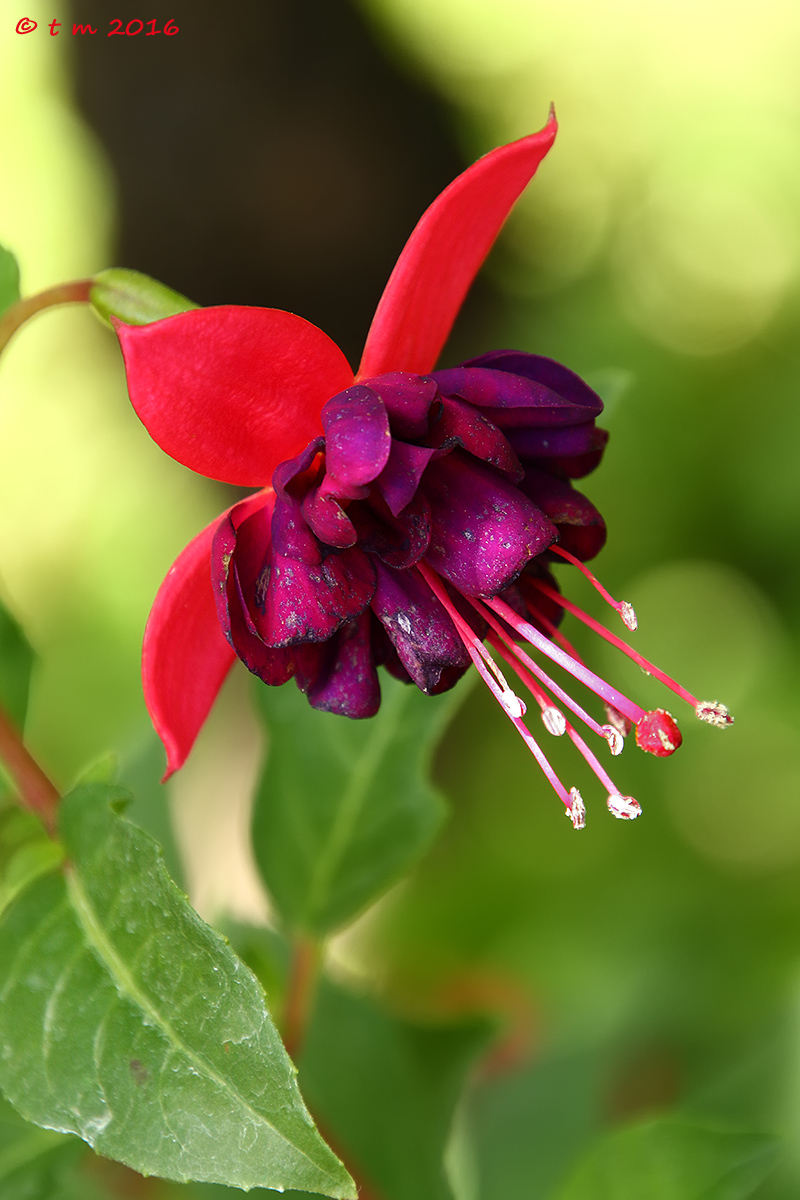 Fuchsia
