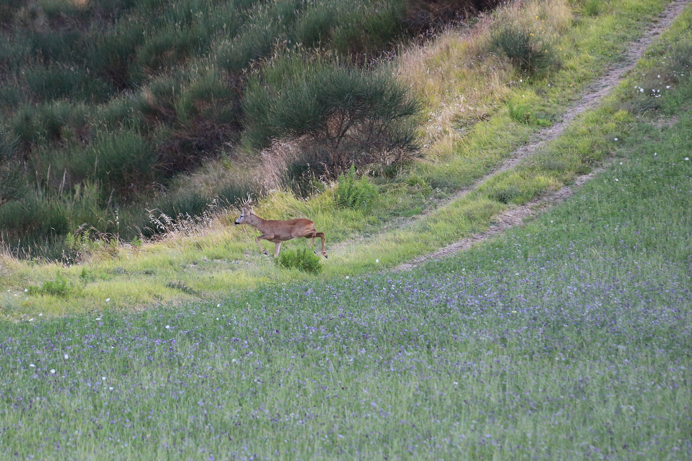 Roe deer on the run!