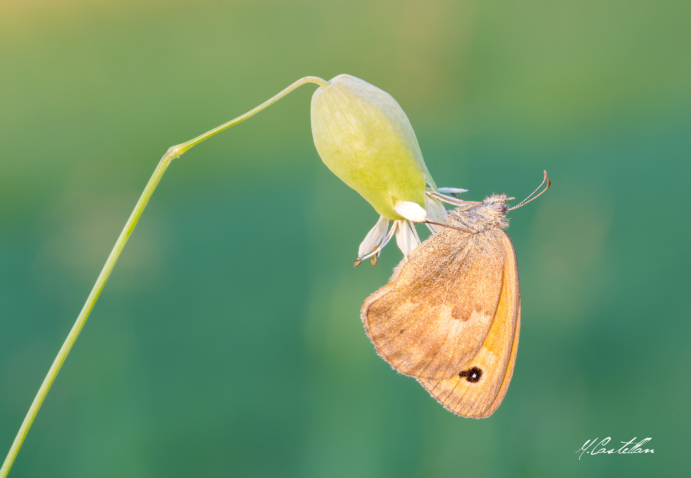 Coenonympha Pamphilus