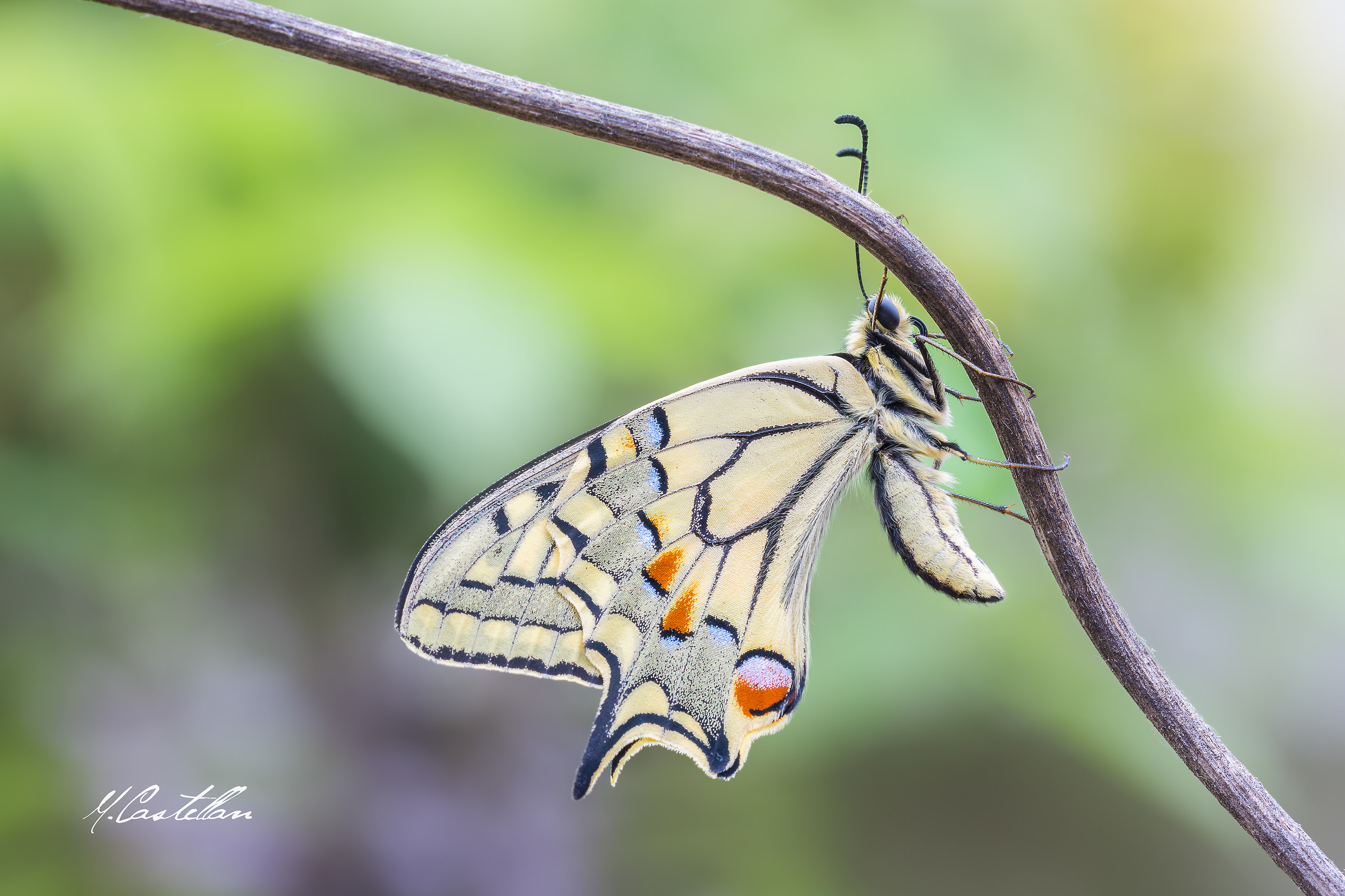 Papilio Machaon