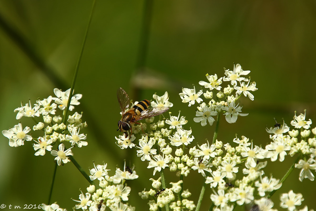 diptera gliding