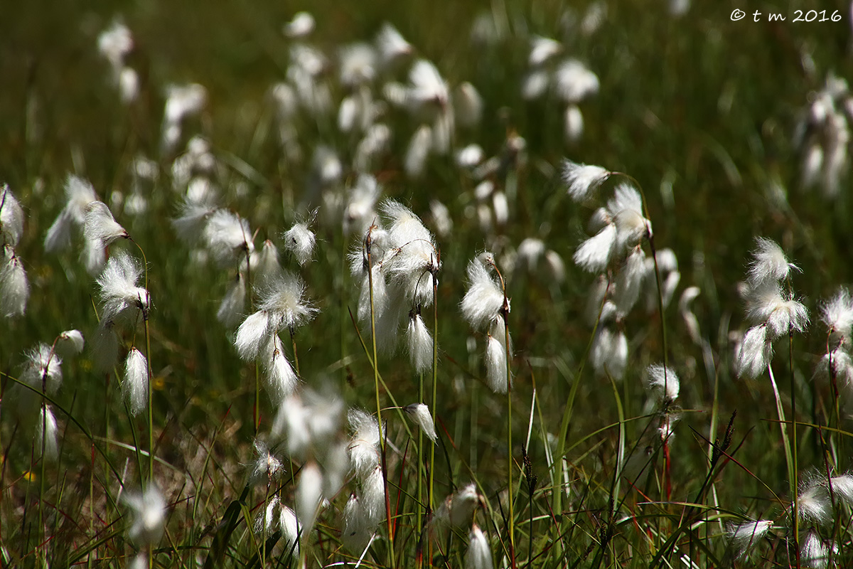 cotton-grass