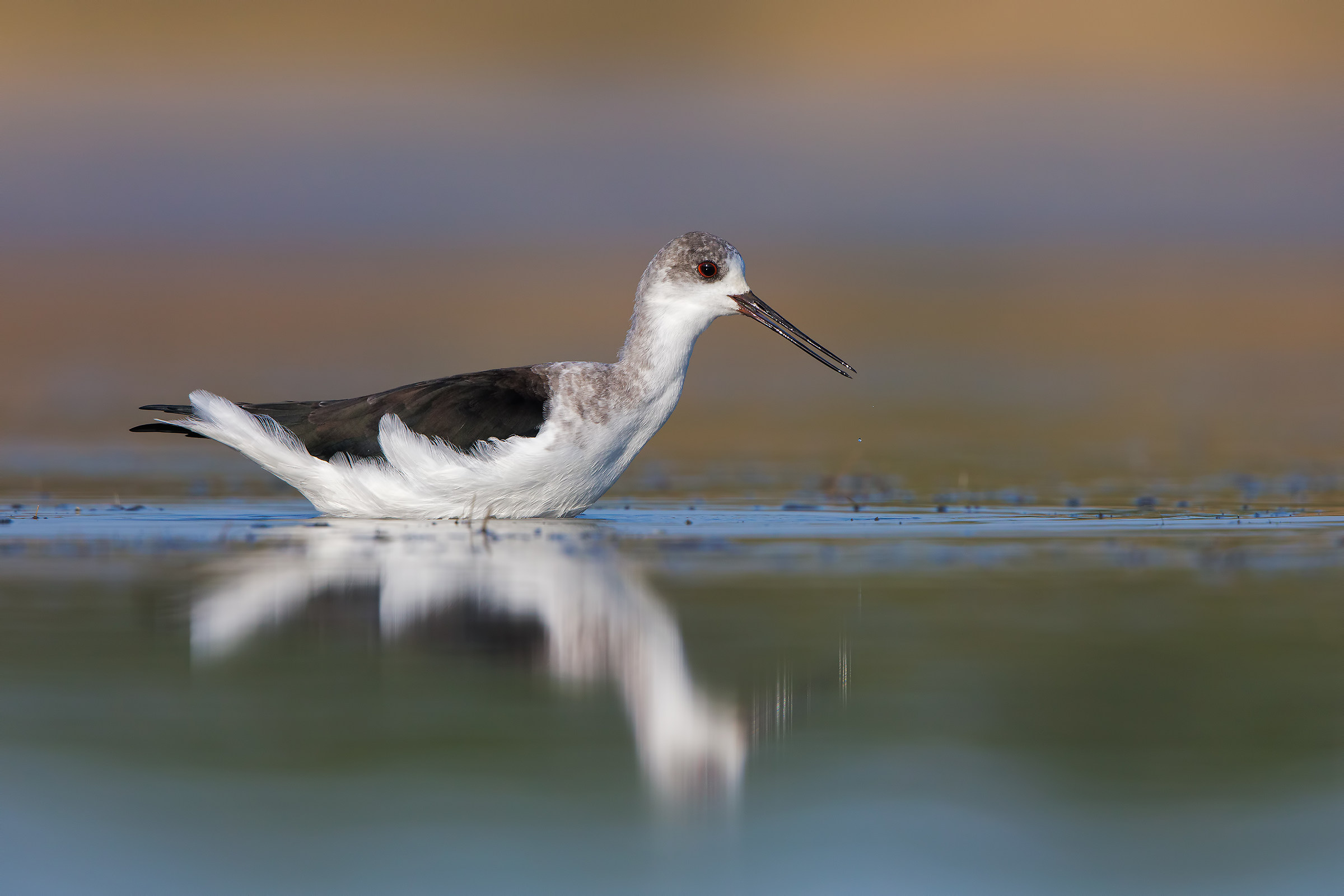 Ormai sono grande ( cavaliere d' Italia )