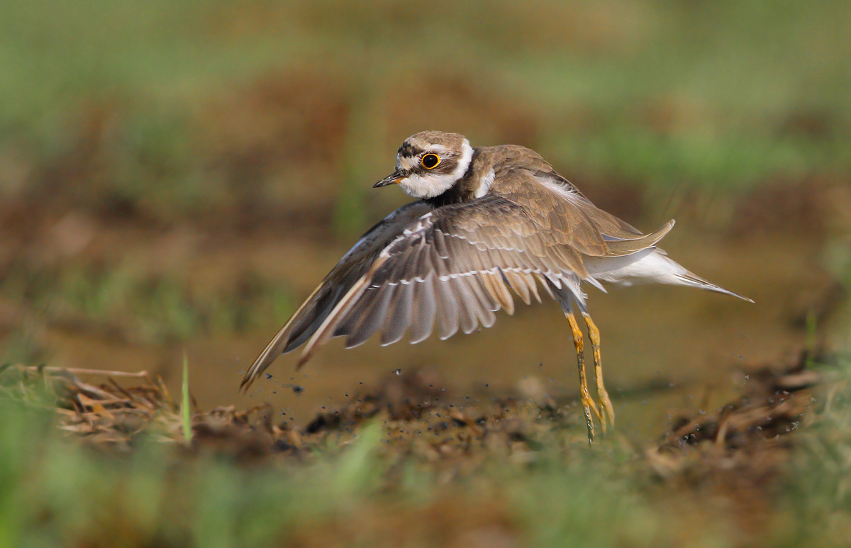 little Ringed Plover