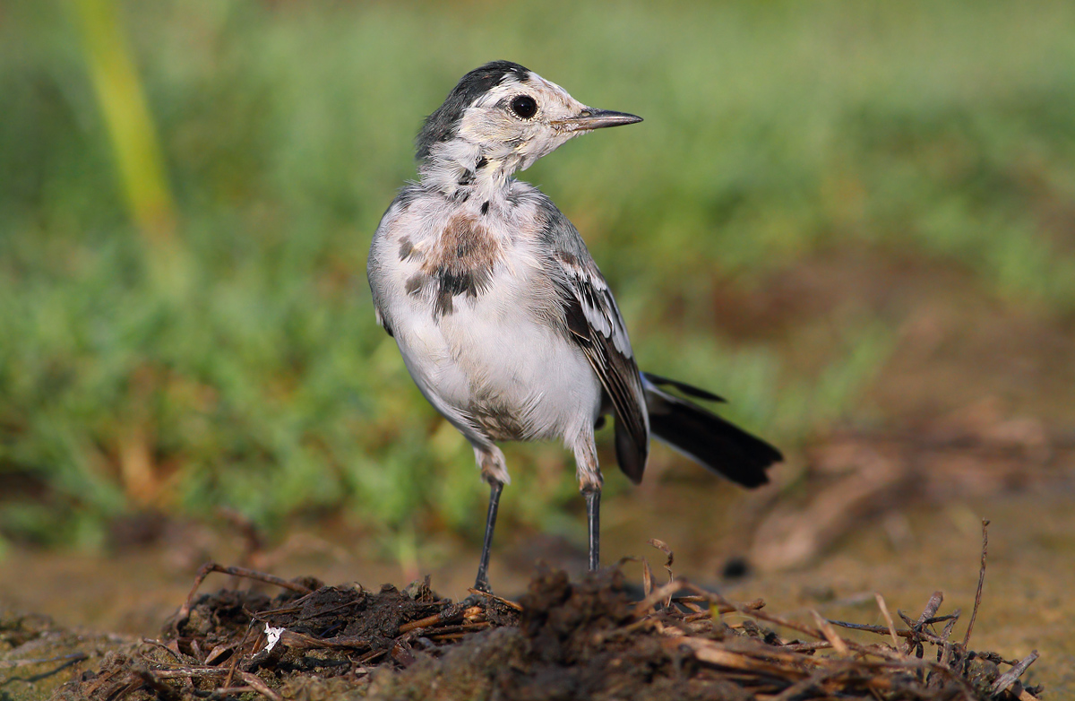 Young white wagtail