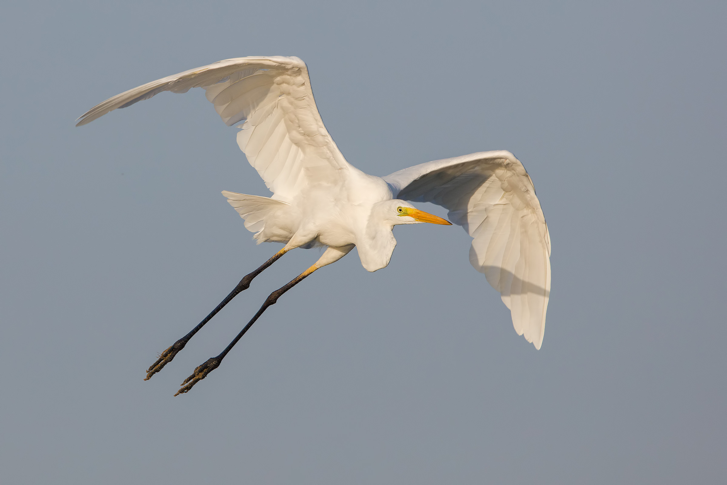 Great Egret