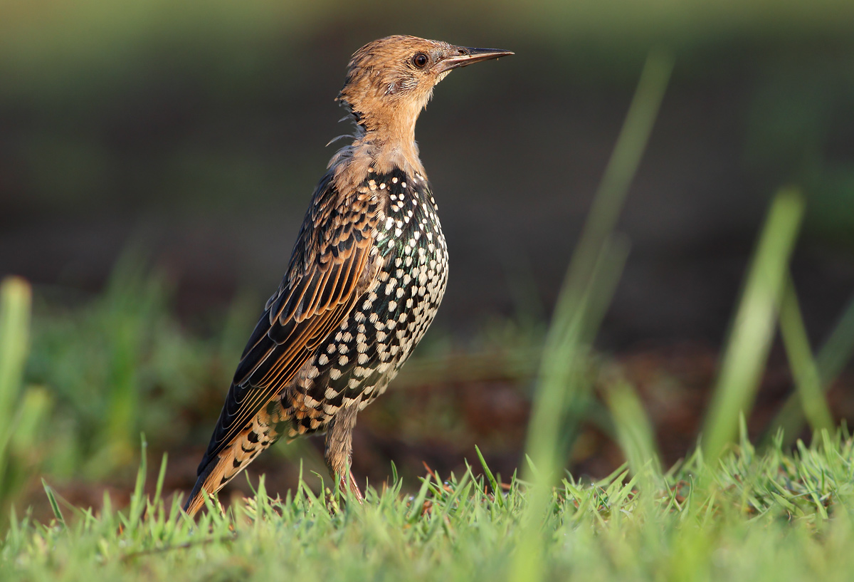young starling