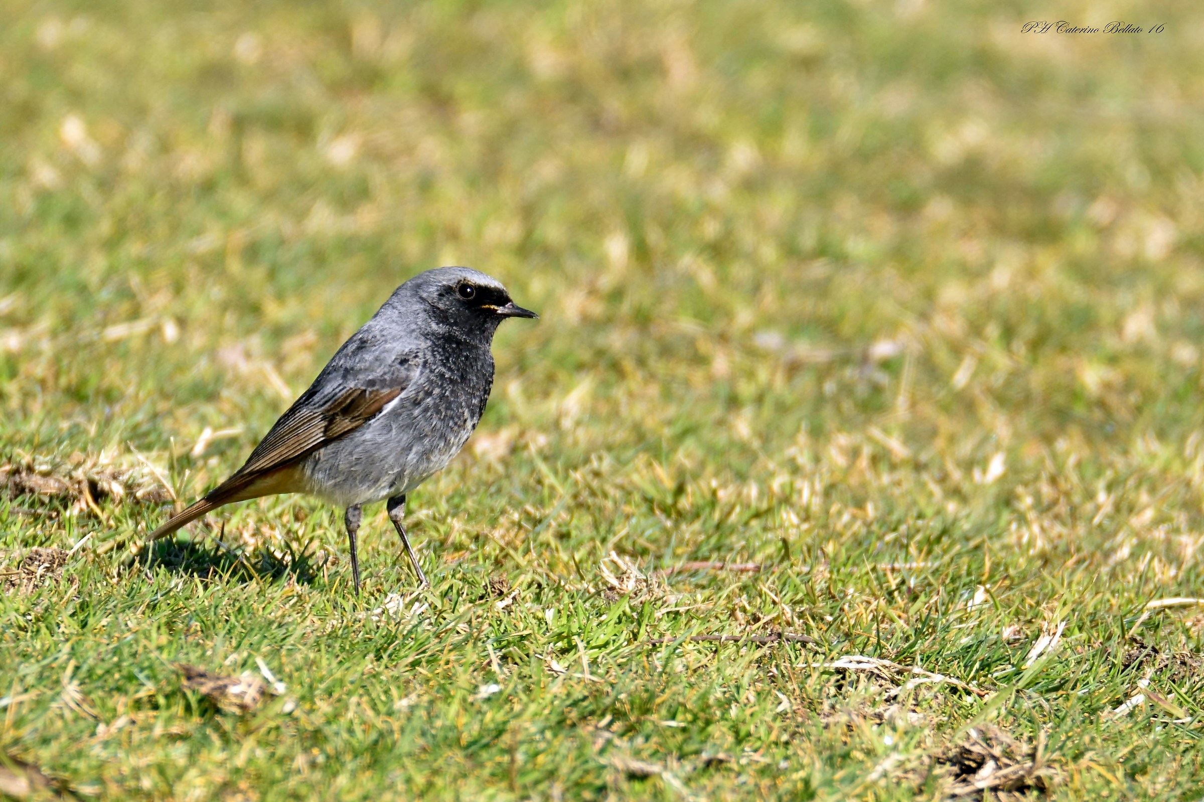 Codirosso spazzacamino