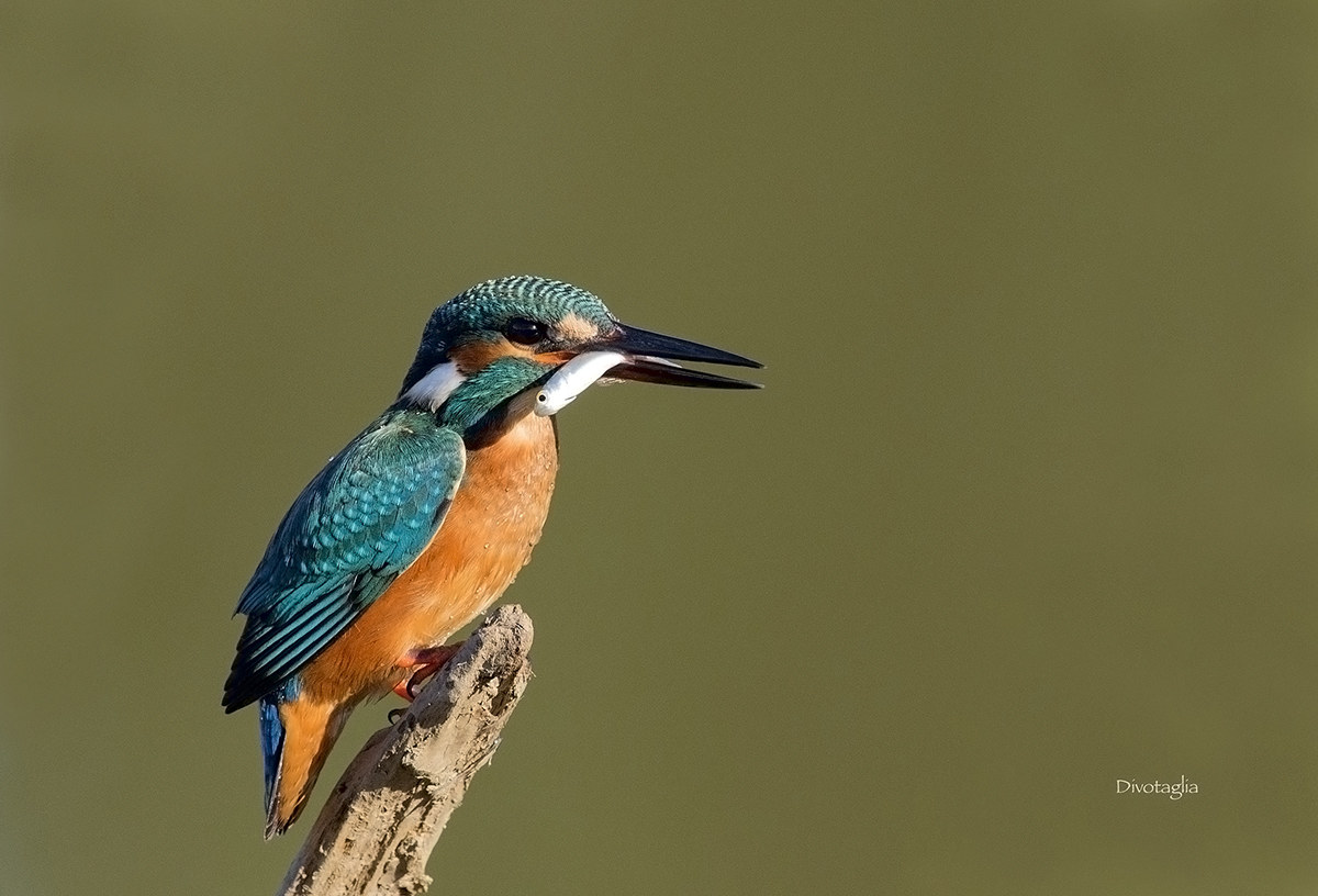 Kingfisher