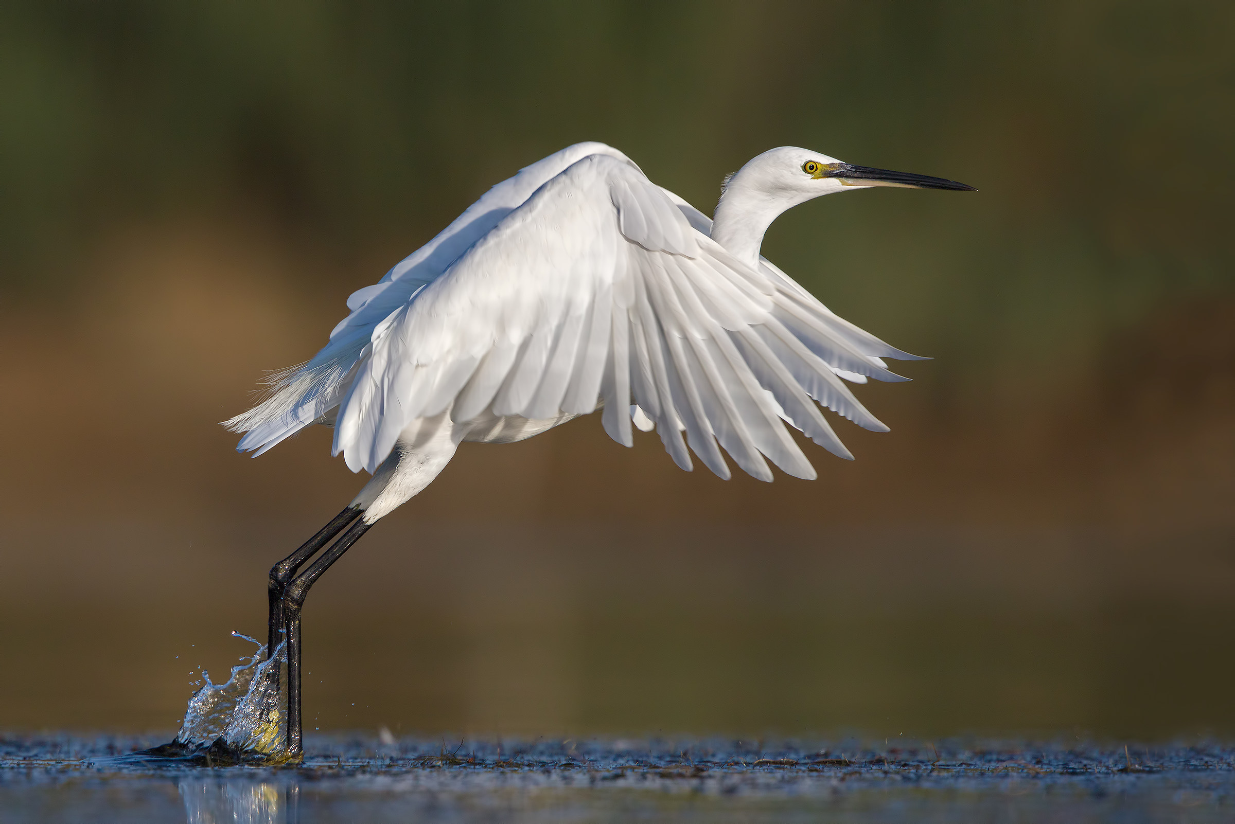 egret