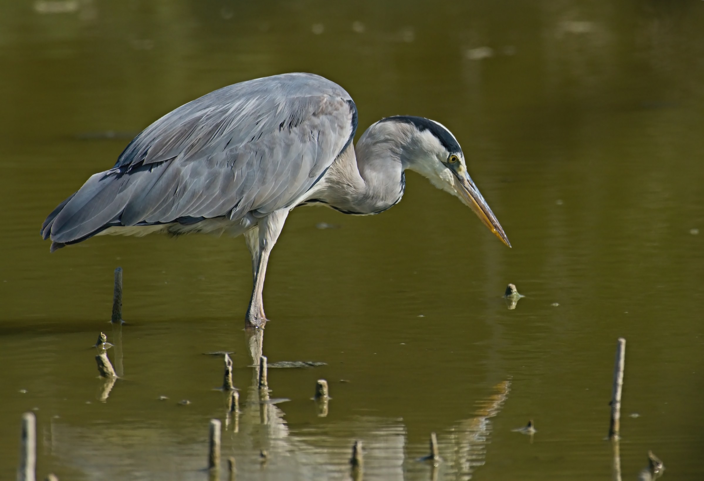 Grey Heron