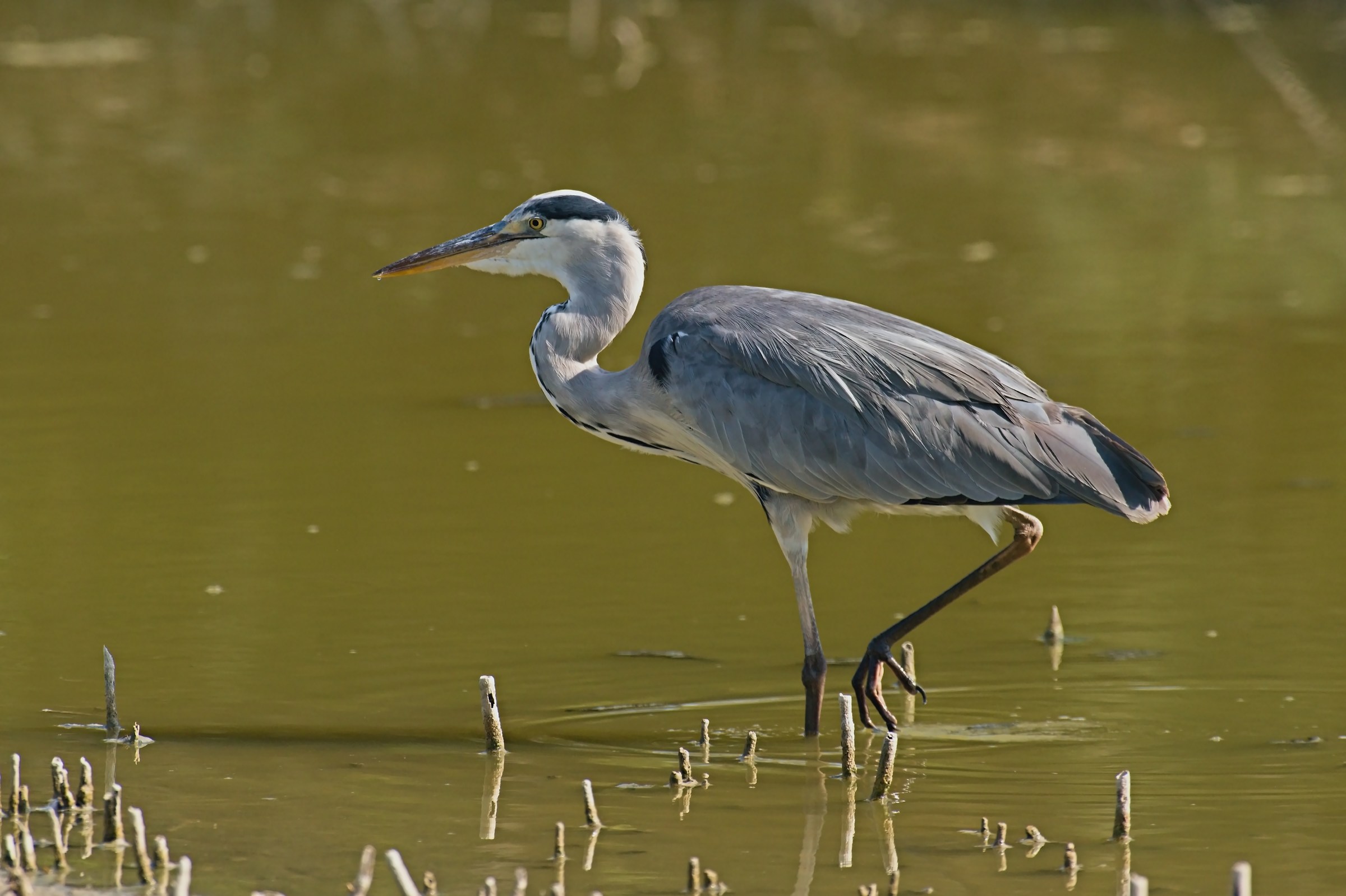 Grey Heron
