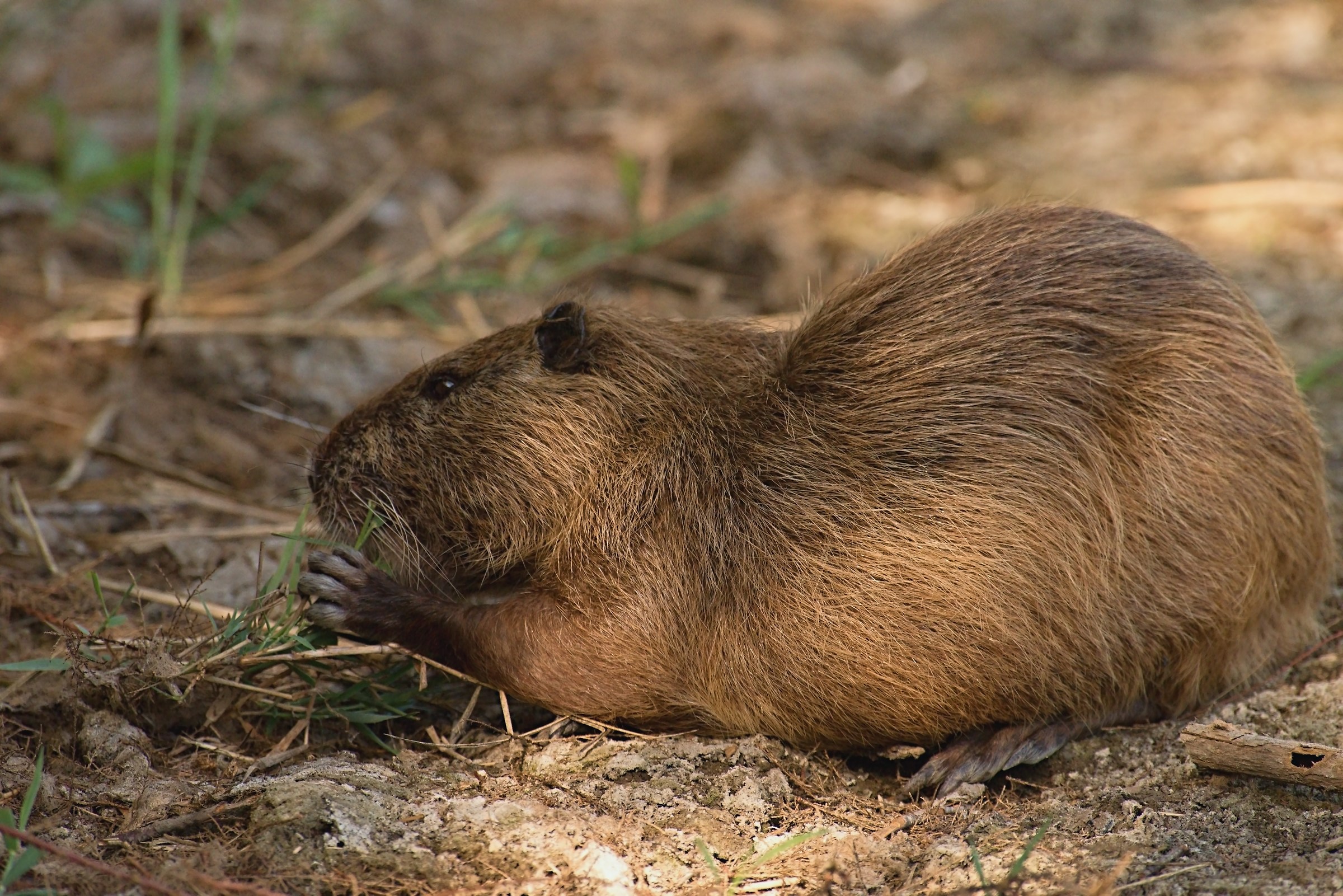 Nutria