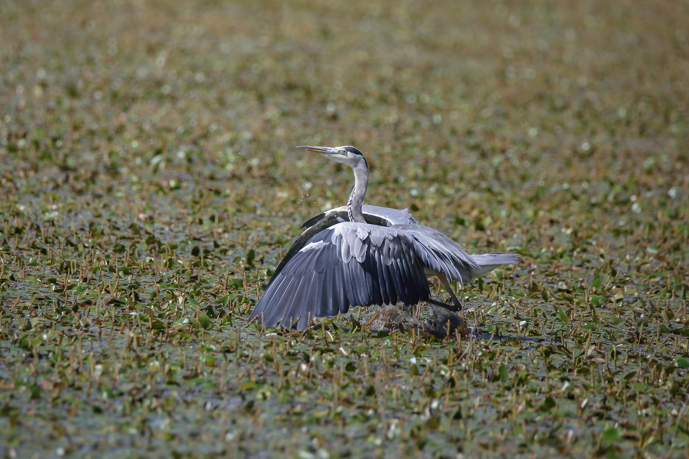Pose-Grey Heron