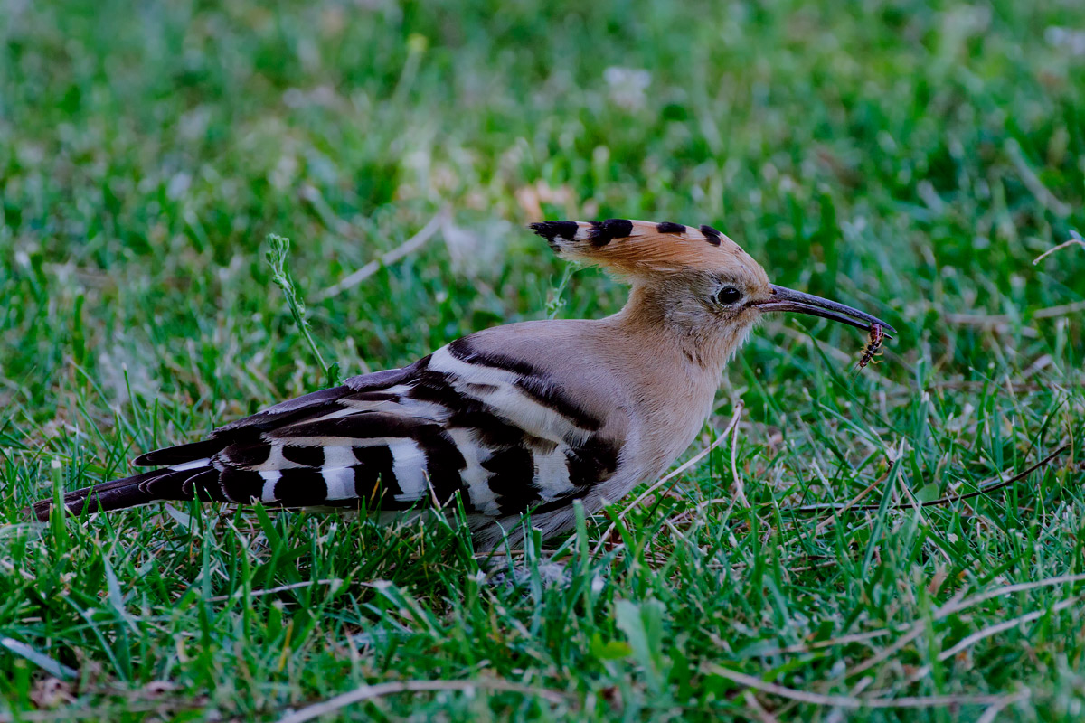 hoopoe ...