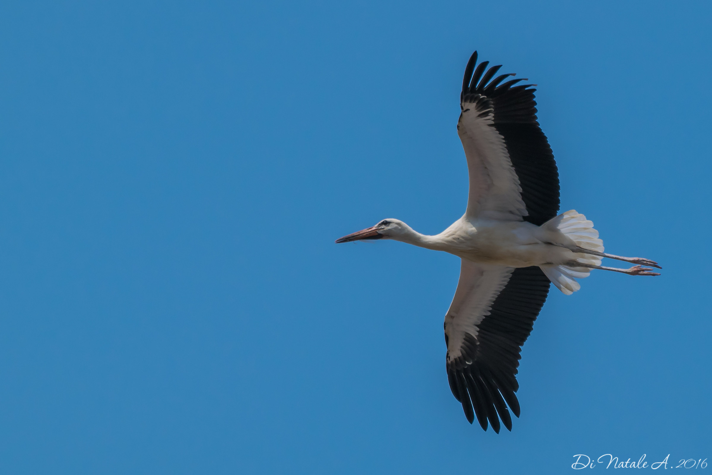 White stork in flight on Racconigi