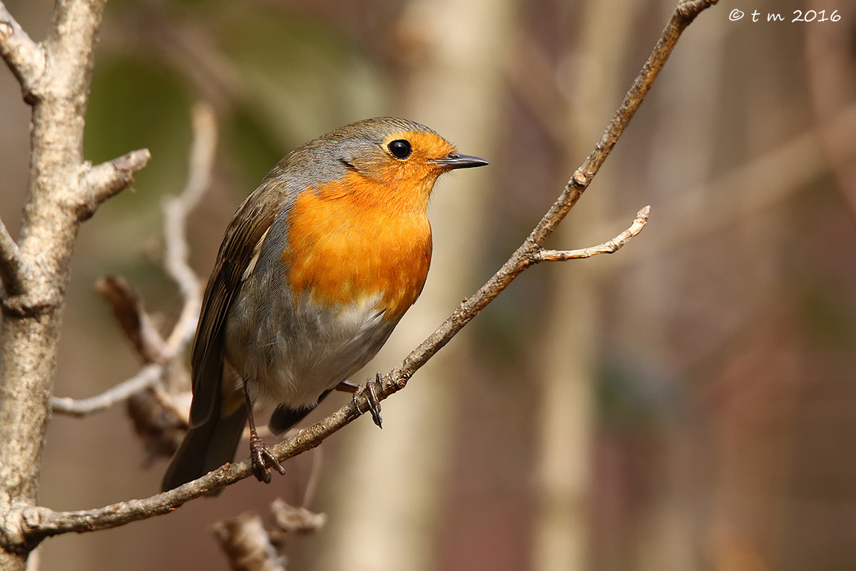 Robin