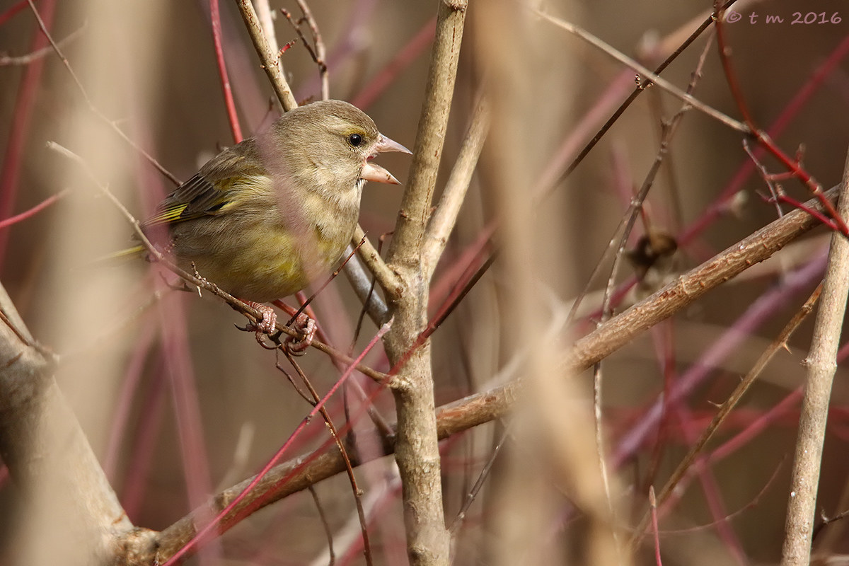 interweaving singing