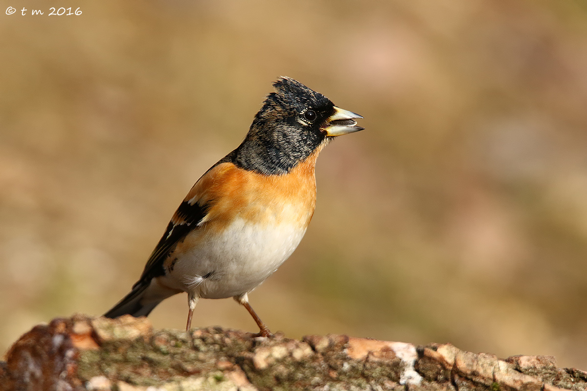 Brambling