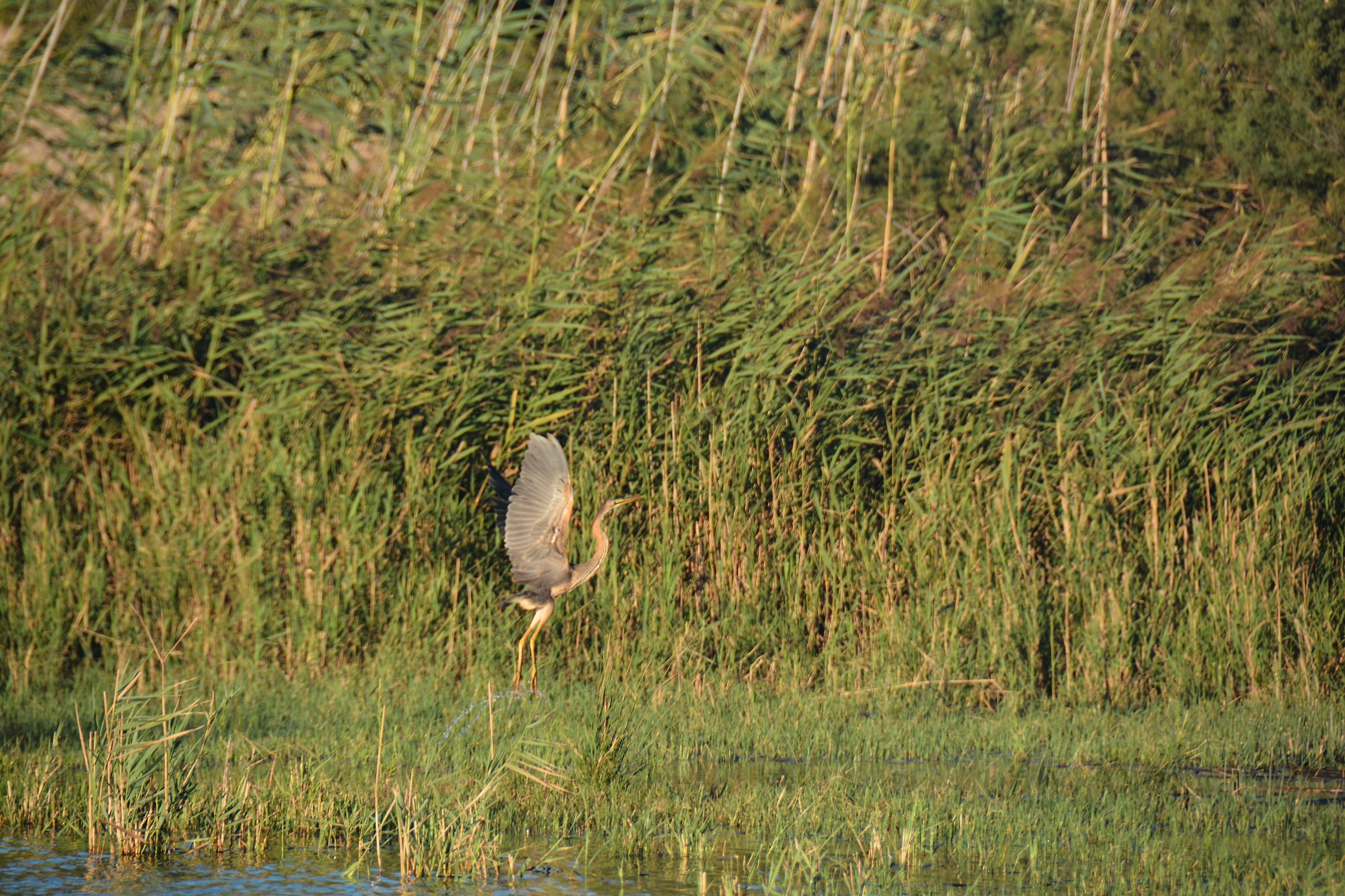 "Rosso del Coghinas"
