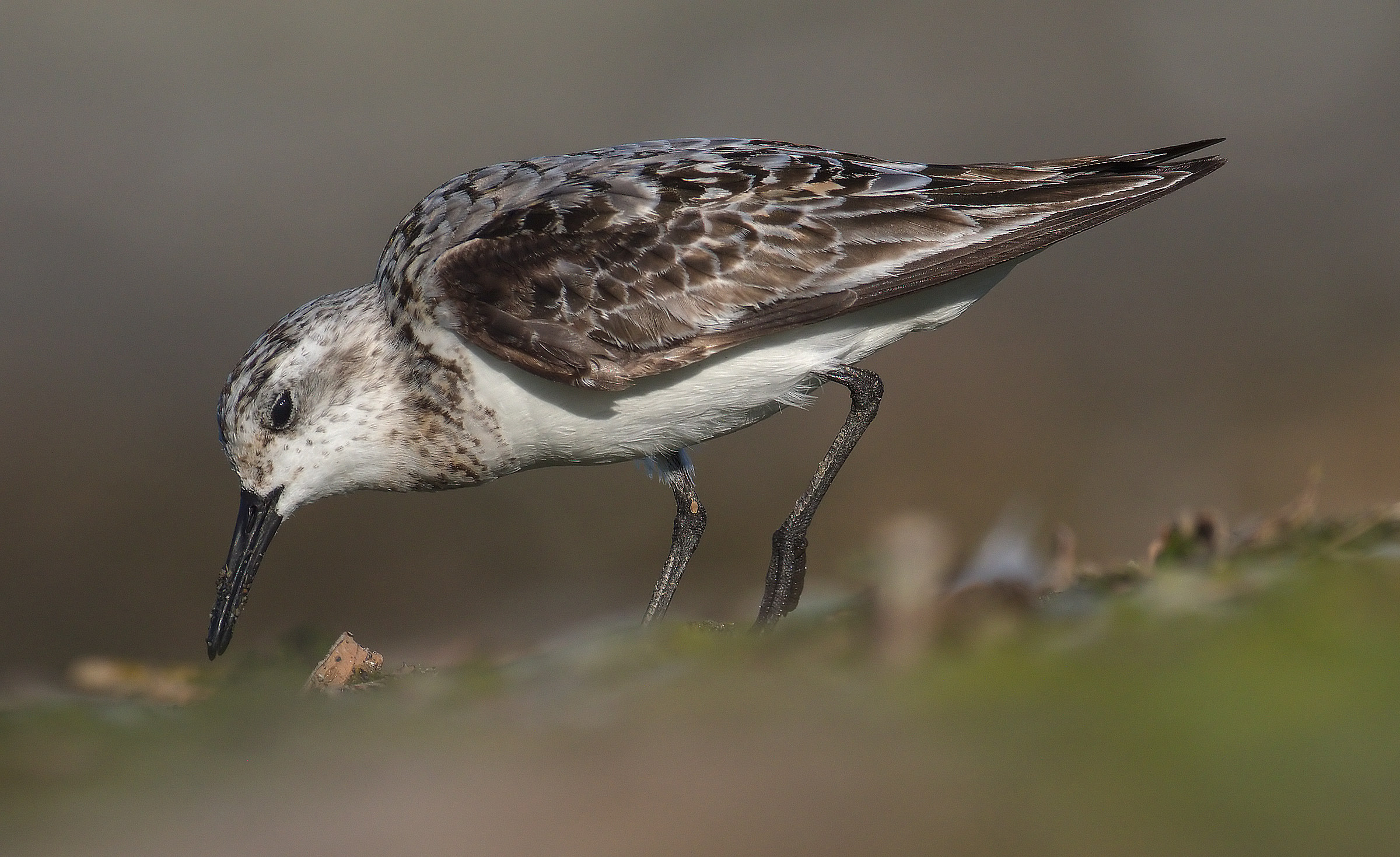 piovanello tridattilo