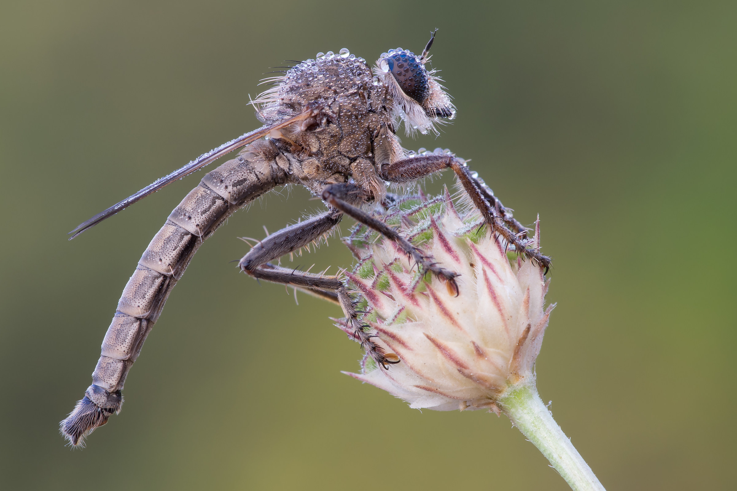Robber fly - Asilidae
