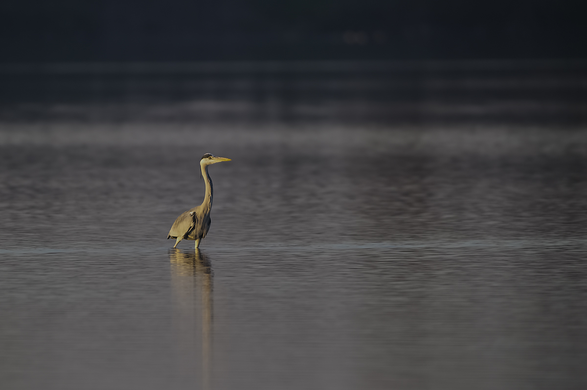 The latest sull'airone lights